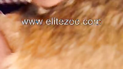 Dog licking girl: telegram sex 18 dog xxx