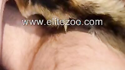 Zoo sex porn: dog mouth porn