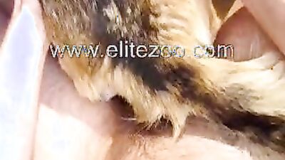 Zoo sex porn: dog mouth porn