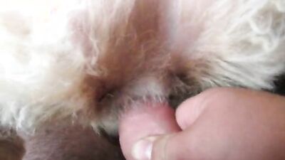 Zoophilia: sex animal fucking