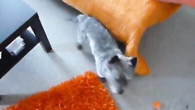 Mimi dog girl: anal bestiality videos