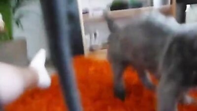 Mimi dog girl: anal bestiality videos