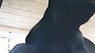 Girls s dogs: bestiality dog porno