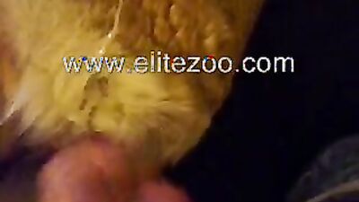 Dog fuck porn: zoo music video