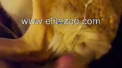 Dog fuck porn: zoo music video
