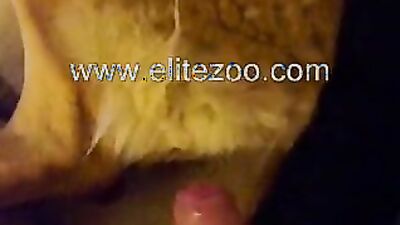 Dog fuck porn: zoo music video