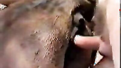 Zoo sex video: gay bestiality comix