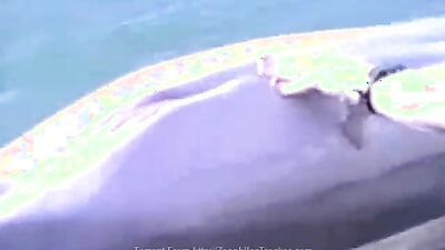 Animal sex porn: fap zoo sex