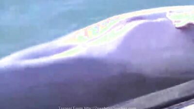 Animal sex porn: fap zoo sex