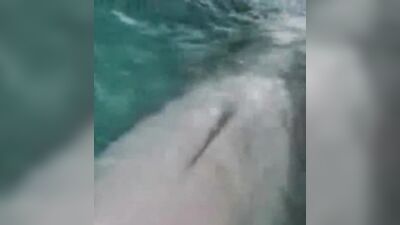 Animal porno: bestiality pic