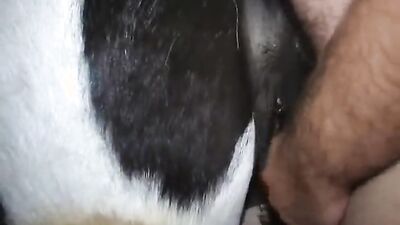 Dog girl: ol project dog sex