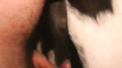 Dog girl: ol project dog sex