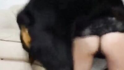 Zoo porn man: zoo in wife train sex