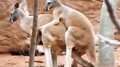 Animal sex porn: animals rape sex