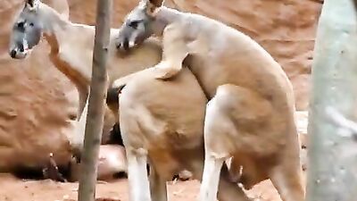 Animal sex porn: animals rape sex