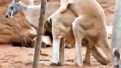 Animal sex porn: animals rape sex