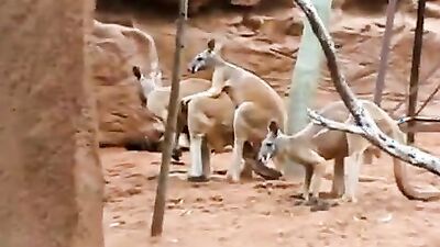 Animal sex porn: animals rape sex