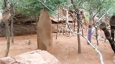 Animal sex porn: animals rape sex