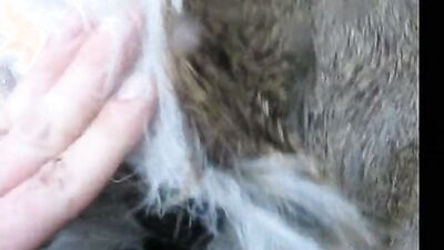 Dog pussy girls: zoo sex blondes