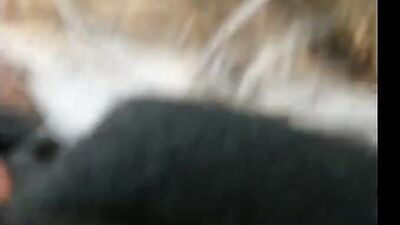 Dog pussy girls: zoo sex blondes