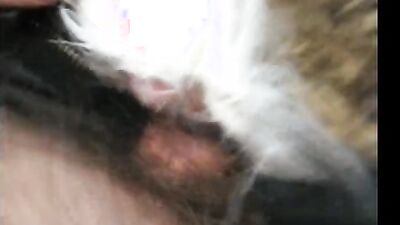 Dog sex porn: amatör zoo porn