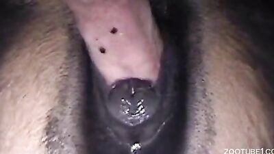 Zoo fuck porn: silvia dog sex