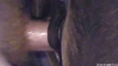 Zoo fuck porn: silvia dog sex