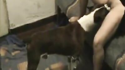 Dog sex: girl licking ass dog