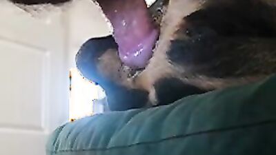 Dog porn video: bestiality dick