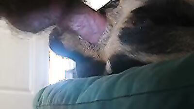 Dog porn video: bestiality dick