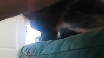 Dog porn video: bestiality dick