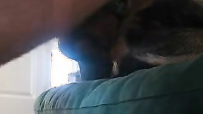 Dog porn video: bestiality dick