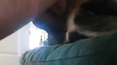 Dog porn video: bestiality dick