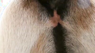 Dog girl: art of zoo köpek videoları