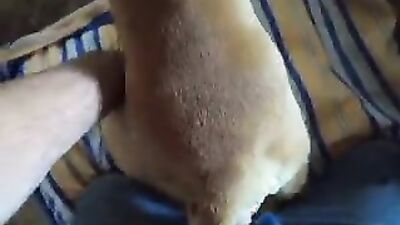 Fucking dogging porn: zoophilia feral