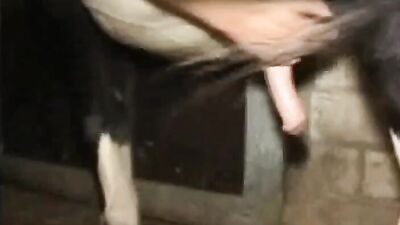 Animal cross porn: bestiality pmv
