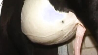 Animal cross porn: bestiality pmv
