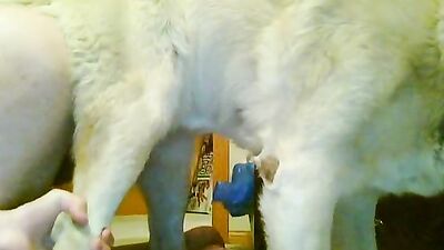Dog girl anal: bestiality 4
