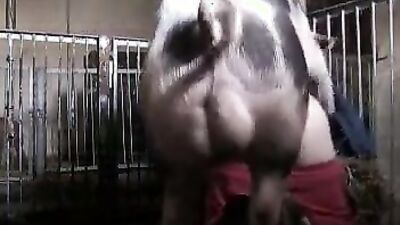Dogs having sex: zoo sex creampie