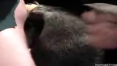 Boy girl dog: dog anal fuck porn