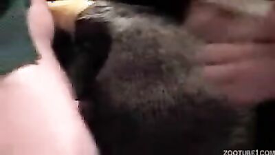Gay zoo porn: home dog sex 2026