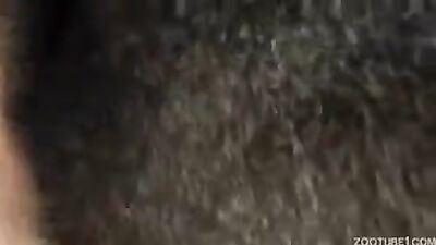 Gay zoo porn: home dog sex 2026