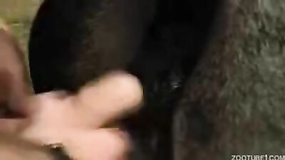 Gay zoo porn: home dog sex 2026