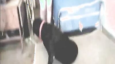Zoo porn video: girl fuck dog cock