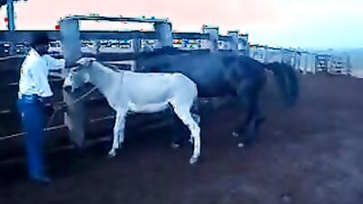 Bestiality: young girl bestiality video