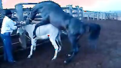 Bestiality: young girl bestiality video