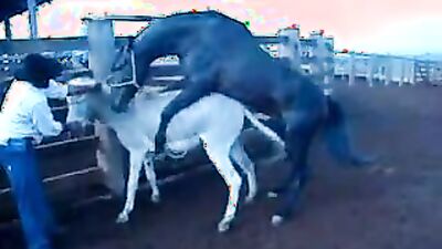 Bestiality: young girl bestiality video