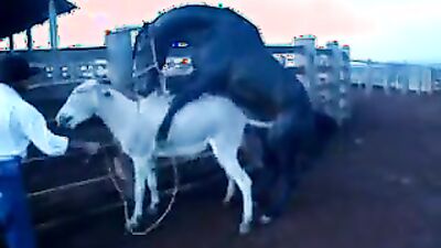Bestiality: young girl bestiality video