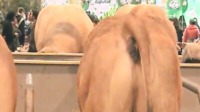 Zoo sex porn: bestiality hentai xxx