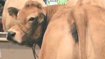 Zoo sex porn: bestiality hentai xxx